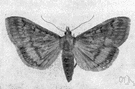 corn borer - native to Europe