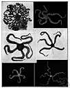 Astrophyton - includes many of the basket stars