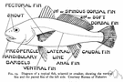 sciaenid fish - widely distributed family of carnivorous percoid fishes having a large air bladder used to produce sound