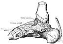 articulatio talocruralis - a gliding joint between the distal ends of the tibia and fibula and the proximal end of the talus