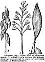 puttyroot