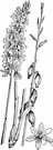 striped coral root - nearly leafless wildflower with erect reddish-purple stems bearing racemes of pale pinkish and brownish-striped flowers