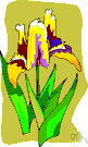 stinking gladwyn - iris with purple flowers and foul-smelling leaves