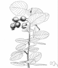alderleaf Juneberry - shrub or small tree of northwestern North America having fragrant creamy white flowers and small waxy purple-red fruits