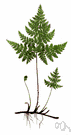 mountain bladder fern - fern of rocky mountainous areas of hemisphere