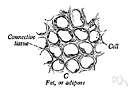 adventitial - of or pertaining to the adventitia