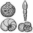 order Foraminifera - foraminifers