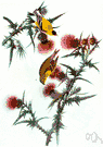 Spinus - in some classifications considered a subgenus of Carduelis: siskins and New World goldfinches
