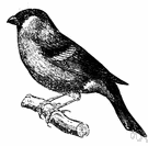 Pyrrhula pyrrhula - common European finch mostly black and white with red throat and breast