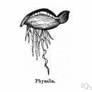 physalia - Portuguese man-of-war