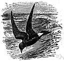 Macronectes - giant petrels
