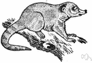 coon cat - omnivorous mammal of Central America and South America