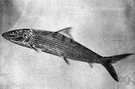 Albula - type and sole genus of the family Albulidae
