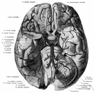 arteria temporalis anterior - temporal artery that goes to the anterior part of the cerebral cortex of the temporal lobe