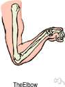 articulatio - (anatomy) the point of connection between two bones or elements of a skeleton (especially if it allows motion)
