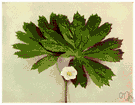 Podophyllum - perennial rhizomatous herbs