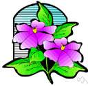 Clematis verticillaris