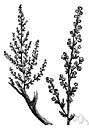 Artemisia abrotanum - shrubby European wormwood naturalized in North America