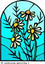 Matricaria