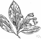 Menziesia pilosa - low shrub of the eastern United States with downy twigs