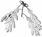 Quercus alba - large slow-growing deciduous tree of the eastern United States having stout spreading branches and leaves with usually 7 rounded lobes