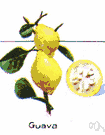 strawberry guava - small tropical shrubby tree bearing small yellowish fruit