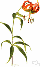 Turk's-cap - lily of the eastern United States with orange to red maroon-spotted flowers