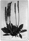 Plantago virginica - North American annual or biennial with long soft hairs on the leaves