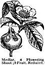 Mespilus - medlars