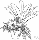 Microsorium - tropical usually epiphytic ferns