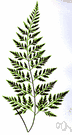 Asplenium adiantum-nigrum - spleenwort of Europe and Africa and Asia having pinnate fronds and yielding an astringent
