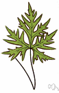 Doryopteris - small to medium tropical tufted ferns
