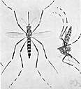 West Nile encephalitis virus