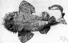 Orectolobus barbatus - shark of the western Pacific with flattened body and mottled skin