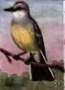 western kingbird - a kingbird seen in western United States
