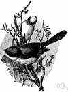 Melanotis - a genus of Mimidae