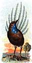 Acanthisittidae