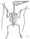 Pterosauria - extinct flying reptiles: pterosaurs