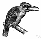 kookaburra - Australian kingfisher having a loud cackling cry