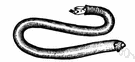 teredo - typical shipworm