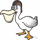 Pelecanus - type genus of the Pelecanidae