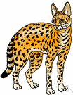 Jungle cat - small Asiatic wildcat