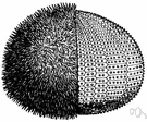 edible sea urchin - a sea urchin that can be eaten