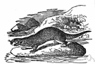 river otter - sociable aquatic animal widely distributed along streams and lake borders in North America
