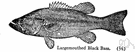 Micropterus salmoides - a large black bass