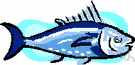 yellowfin tuna - may reach 400 pounds