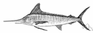 striped marlin - Pacific food and game fish marked with dark blue vertical stripes