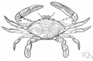 blue crab - Atlantic crab