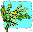 Mimosoideae - alternative name used in some classification systems for the family Mimosaceae