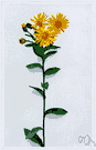 Chrysopsis mariana - perennial golden aster of southeastern United States
